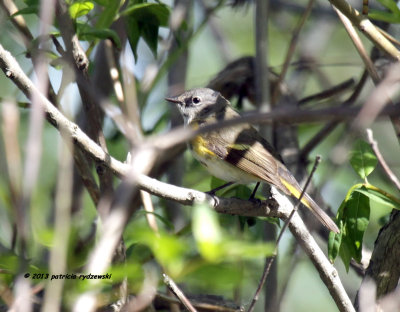 American Redstart female IMG_9825.jpg