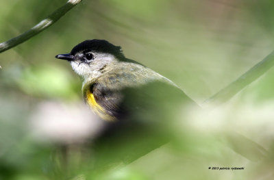 American Redstart IMG_9829.jpg