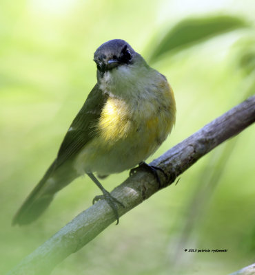 American Redstart IMG_9868.jpg