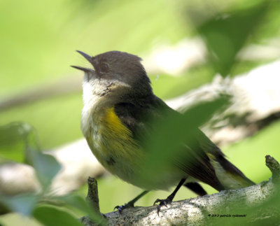 American Redstart IMG_9859.jpg