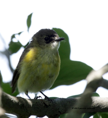 American Redstart IMG_9906.jpg