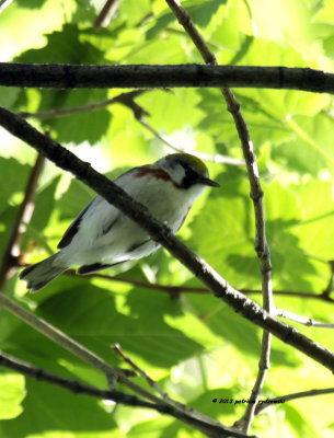Chestnutsided Warbler IMG_9184.jpg