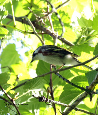 Chestnutsided Warbler IMG_9199.jpg