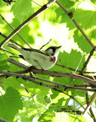 Chestnut-sided Warbler IMG_9238.jpg