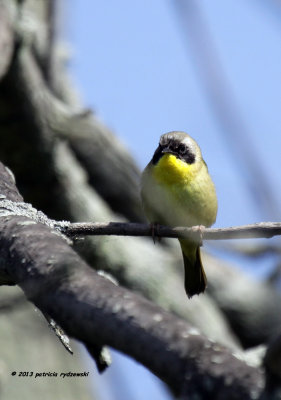 Common Yellow-throat IMG_9698.jpg