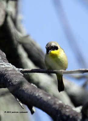 Common Yellow-throat IMG_9700.jpg