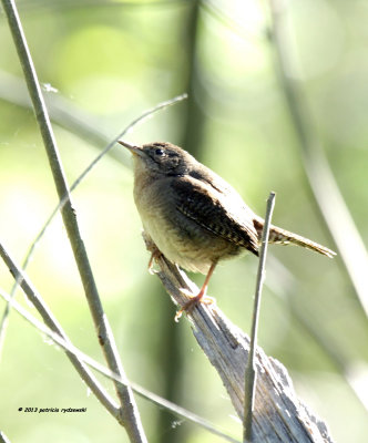 House Wren IMG_9300.jpg