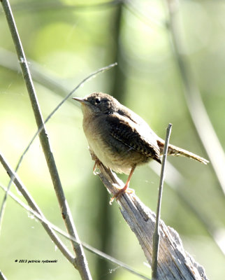 House Wren IMG_9304.jpg