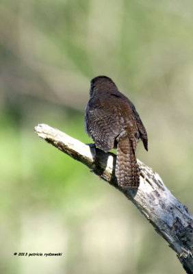 House Wren IMG_9318.jpg