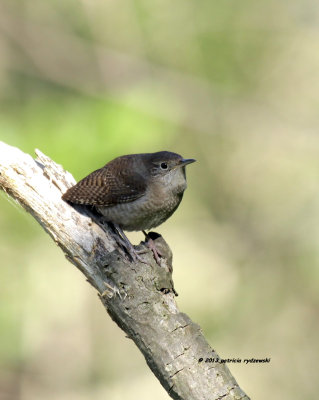 House Wren IMG_9324.jpg