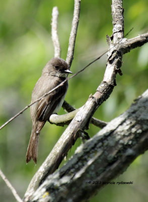 Eastern Phoebe IMG_0185.jpg