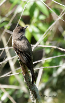 Eastern Phoebe IMG_0176.jpg