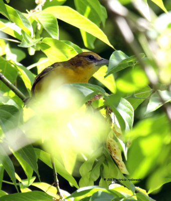 Baltimore Oriole female IMG_0071.jpg