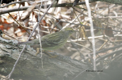 Northern Water-thrush IMG_0117.jpg