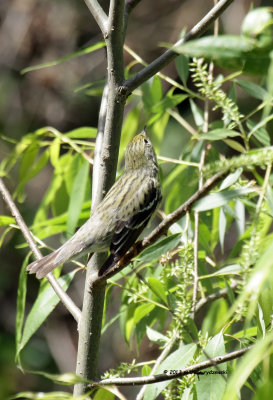 Northern Water-thrush IMG_0120.jpg