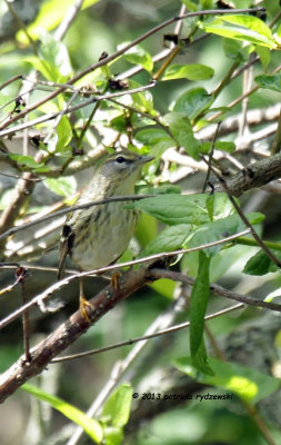 Northern Water-thrush IMG_0132.jpg