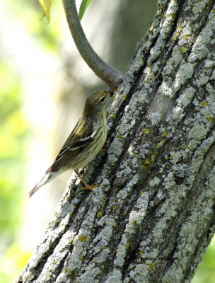 magee_marsh_5_26_13