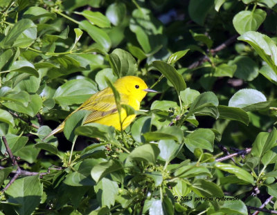Yellow Warbler IMG_8252.jpg