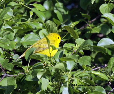 Yellow Warbler IMG_8253.jpg