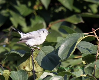 Blue-gray Gnatcatcher IMG_6750.jpg