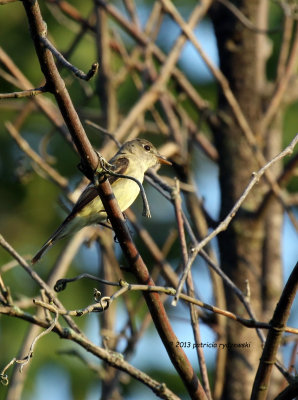 Empidonax Flycatcher IMG_6418.jpg