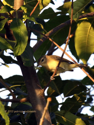 Warbling Vireo IMG_6455.jpg