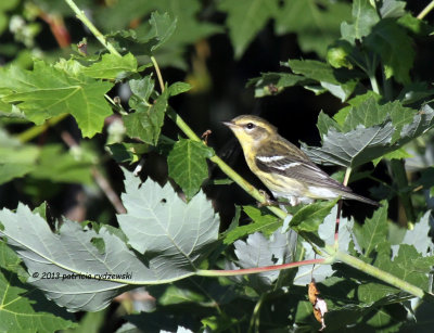 Blackpoll Warbler IMG_7510.jpg