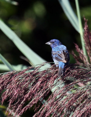 Indigo Bunting IMG_7866.jpg