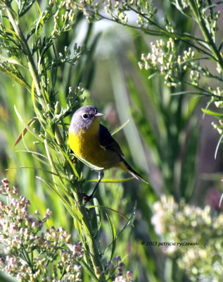 Nashville Warbler IMG_7379.jpg