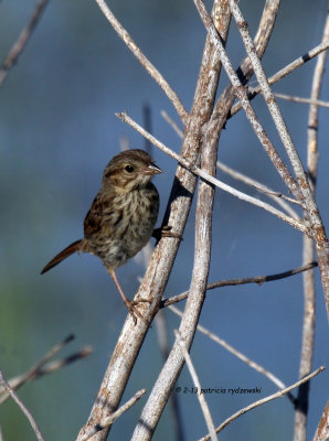 Song Sparrow IMG_7640.jpg