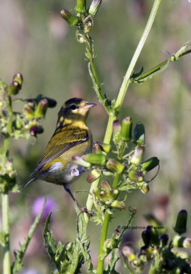 Tennessee Warbler fall female IMG_7416.jpg