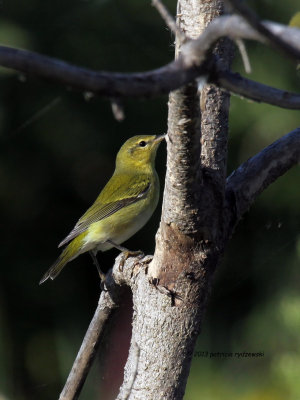 Tennessee Warbler fall female IMG_7437.jpg