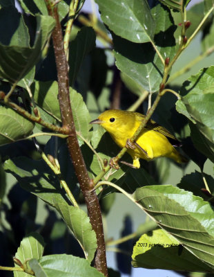Yellow Warbler female IMG_7530.jpg