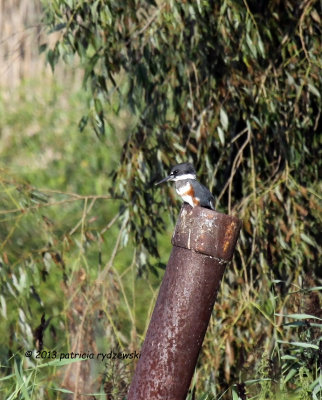 Belted KingfisherIMG_8089.jpg