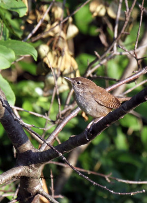 House Wren IMG_7943.jpg