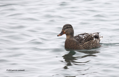 Female Mallard IMG_0355.jpg