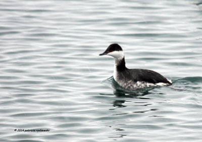 Horned Grebe IMG_0381.jpg