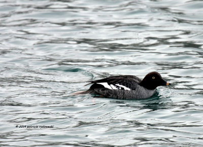 Common Goldeneye IMG_1853.jpg