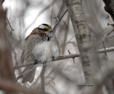 White-throat Sparrow IMG_2195.jpg