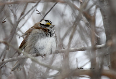 White-throat Sparrow IMG_2209.jpg