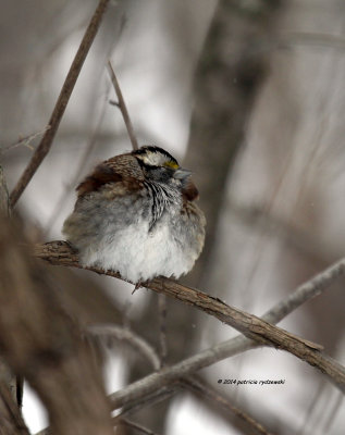 White-throat Sparrow IMG_2236.jpg