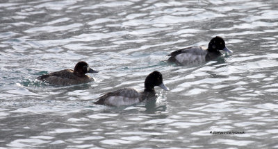 Scaups IMG_2543.jpg