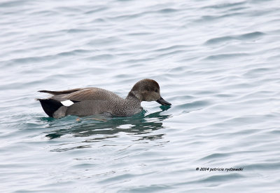 American Wigeon IMG_3057.jpg