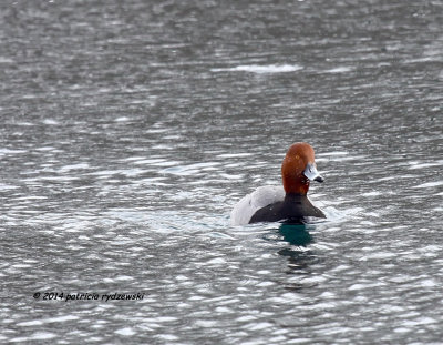 Redhead IMG_3384.jpg