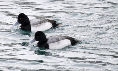 Scaups IMG_2965.jpg