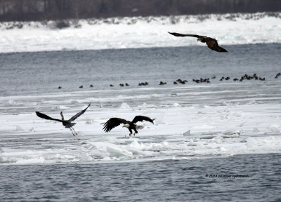 Bald Eagles IMG_2782.jpg