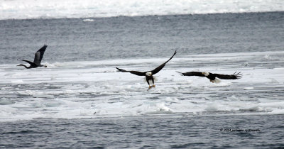 Bald Eagles IMG_2795.jpg