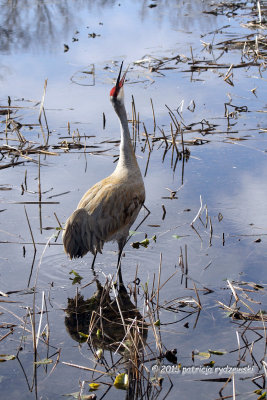 Sandhill Crane IMG_1350.jpg