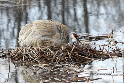 Sandhill Crane IMG_1485.jpg