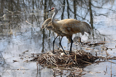 Sandhill Cranes IMG_1373.jpg